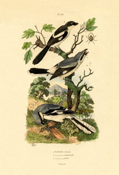 Shrikes by French School
